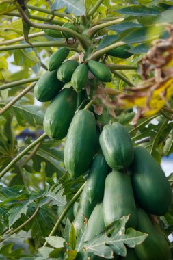 Açık havada sallanan olgunlaşmamış yeşil papayalar.