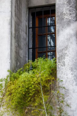 Binanın dışındaki parmaklıkların altında büyüyen yeşil çalı