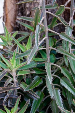 Dikenli yeşil sulu yapraklar ağaç gövdesinin yanında büyüyor.