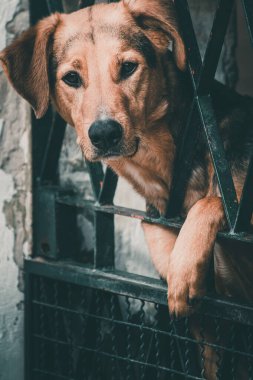 Üzgün kahverengi köpek demir parmaklıkların arkasında dinleniyor.