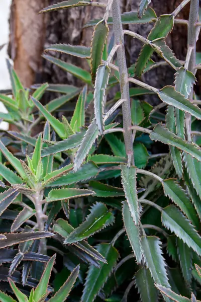 Dikenli yeşil sulu yapraklar ağaç gövdesinin yanında büyüyor.
