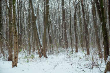 İnce ağaçlı yoğun karlı orman; ince yaprak döken ağaçlar; ormanın ortasında karlı rüzgar