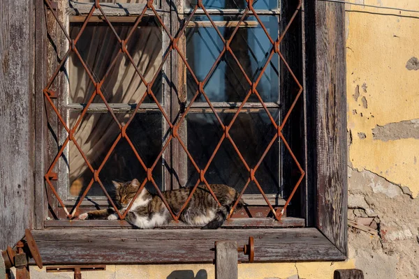 建物のファサードの装飾の一部とそれが構築されている材料 猫が横たわっている古い禁止された窓のある古い壁 — ストック写真