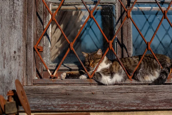 建筑立面和建筑材料的装饰的一部分 有一只猫躺在上面的旧玻璃窗的旧墙 — 图库照片