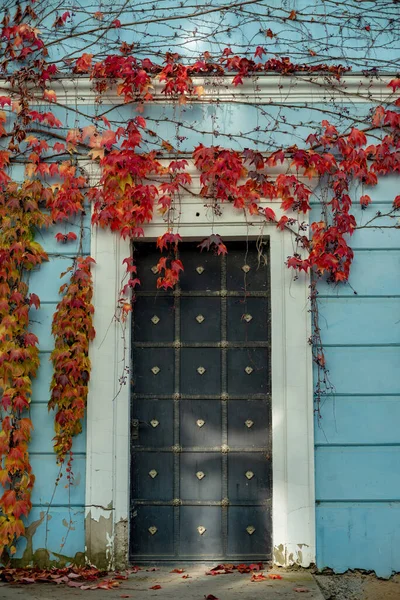 Part of the decoration of the facade of the building and the material from which it is built;  a vintage house of blue color with an iron door; the facade of the house is overgrown with grape vines