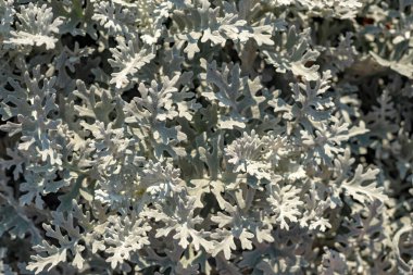 Binanın ön cephesinin bir parçası ve inşa edildiği malzeme, dekoratif bir çalılığın parlak yaprakları.