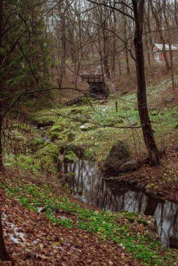 uzay manzaralı sonbahar manzarasının bir parçası; taş kayalar ve çimenler arasında orman akıntısı