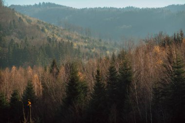 Sonbahar manzaralı sonbahar manzarası; sonbaharda Karpat Dağları 'nın etekleri.