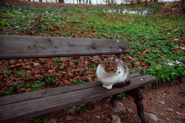 公園の中央にあるベンチの上に猫がいて 秋の自然景観の一部です — ストック写真