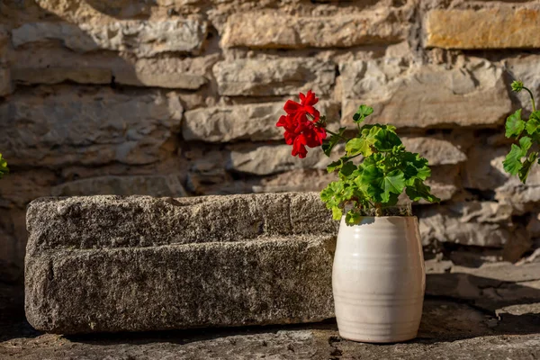 Різнокольорові Квіти Горщику Стоять Землі Декоративні Квіти Біля Старої Стіни — стокове фото