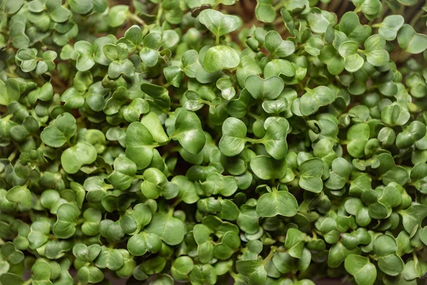 micro greens in the box on the background; decorative greens for decorating dishes; vitamins and minerals for the body; young sprouted radish; green plants for consumption; collected after germination