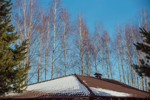 A house with a tiled roof in the middle of the forest. There is snow on the roof of the house. The roof is made of tiles. A house in the middle of a birch forest