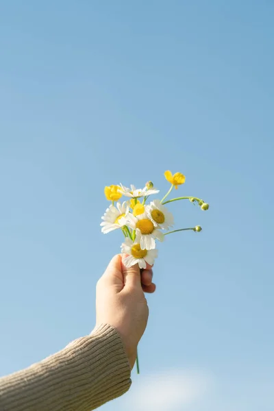 Hand holding daisy flowers, on blue sky