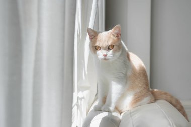 Beyaz koltukta oturan ev kedisi.