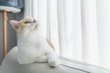 Şirin ev kedisi İngiliz Shorthair yukarı bakıyor, beyaz koltukta oturuyor.