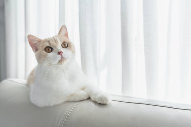 Şirin ev kedisi İngiliz Shorthair beyaz koltukta oturuyor.