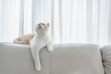 Oturma odasında beyaz koltukta oturan sevimli ev kedisi.