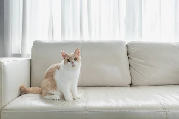 Niedliche Hauskatze Sitzt Auf Weißer Couch Wohnzimmer — Stockfoto