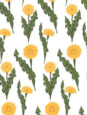 Beyaz arkaplanda yaprakları olan çizilmiş sarı karahindiba desenli vektör deseni. Kumaşlar için bitki deseni karalaması. Taraxacums karalaması olan duvar kağıdı