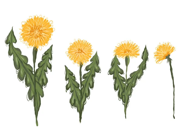 Set Vector Clipart Hand Drawn Dandelions Sketch Illustration Flowers Isolated — Wektor stockowy
