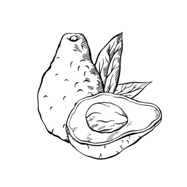 Vektör el çizimi, olgun bir avokadoyu yeşillikle çizmiş. Sağlıklı vejetaryen yemekleri. Çıkartmalar, kartpostallar ve tarifler için yumurtadan çıkan tek renkli meyve çemberi.