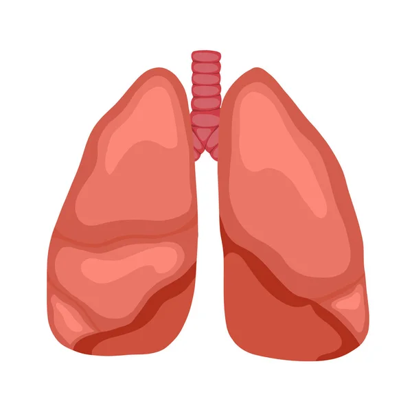 Anatomiczna Ilustracja Wektora Ludzkich Płuc Odizolowanych Tła Kreskówkowy Ludzki Organ — Wektor stockowy