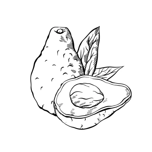 Vector Hand Getekend Schets Illustratie Van Een Rijpe Gesneden Avocado — Stockvector