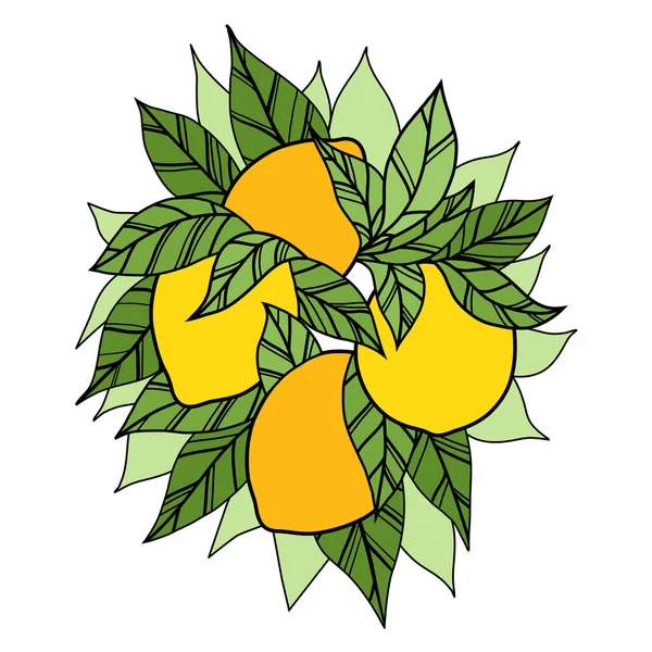 Barevné Ručně Kreslené Obrys Clipart Citrony Ovoce Izolované Pozadí Vektorový — Stockový vektor