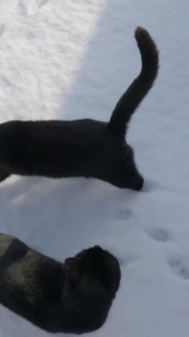 Kara kedi, özgüvenli özenli evcil hayvan arkadaşı..