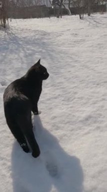 Kara kedi, özgüvenli özenli evcil hayvan arkadaşı..