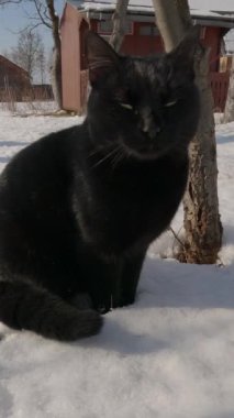 Kara kedi, özgüvenli özenli evcil hayvan arkadaşı..