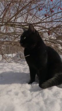Kara kedi, özgüvenli özenli evcil hayvan arkadaşı..