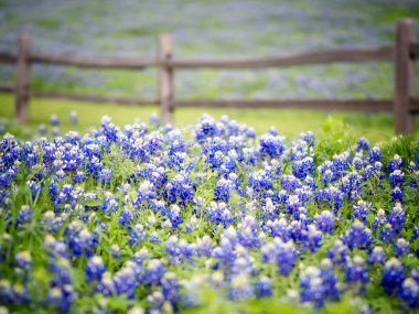 Güzel Bluebonnets - Bluebonnet Teksas 'ın vahşi çiçeğidir. O kadar güzel ki, uzaklarda sessizce çiçek açıyorlar.. 