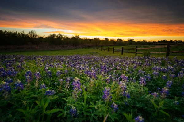Bluebonnets in Sunset - fırtınalı bir günün ardından, gökyüzü muhteşem bir günbatımı verdi. Mavi boneler sessizce çiçek açıyor.!