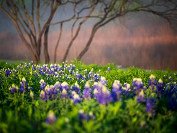 Bluebonnets Foggy Morning Bluebonnet Лесной Цветок Штата Техас Красиво Молча — стоковое фото