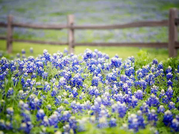 Belli Bluebonnets Bluebonnet Texas Stato Wildflower Così Bello Stanno Fiorendo — Foto Stock