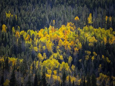 Öğleden sonra güneşi dağdaki kavak ağaçlarında parlıyor. Rocky Mountain Ulusal Parkı 'nda sonbahar yeşillikleri muhteşemdir..