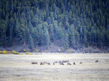 Rocky Dağları Ulusal Parkı 'nda vahşi geyik. 