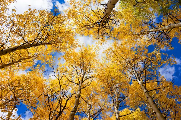 stock image Fall foliage color on a rocky mountain top. Aspen trees were swaying in the cool breezy air. Most beautiful season in Colorado.