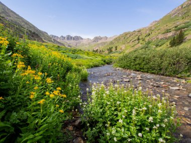 Colorado 'da Alpine Loop manzaralı sürüş. Bahar yaban çiçeği mevsimidir. Vadinin her yerinde çiçek açan kır çiçekleri, çayır ve derenin yakınında. Bu mevsimin güzelliğini tatmanın en iyi yolu off-road ve biraz manzaralı yoldan gitmek.. 