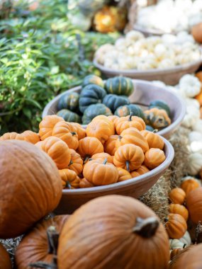 Dallas Botanik Bahçesi 'nde balkabağı tarlası. Her çeşit balkabağı güzel bahçenin her yerine istiflenir. Havada tatil havası var.. 