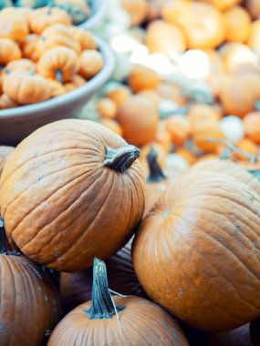 Dallas Botanik Bahçesi 'nde balkabağı tarlası. Her çeşit balkabağı güzel bahçenin her yerine istiflenir. Havada tatil havası var.. 