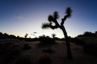 Joshua Tree Ulusal Parkı 'nda gün batımını izleyen kavisli bir Joshua ağacı..
