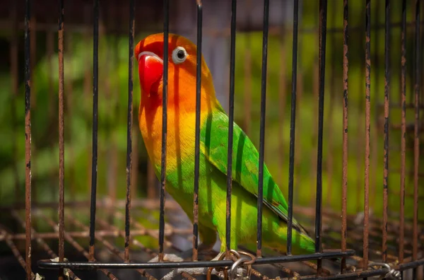 Ptak Żelaznej Klatce Widok Pięknego Tęczowego Ptaka Klatkę — Zdjęcie stockowe