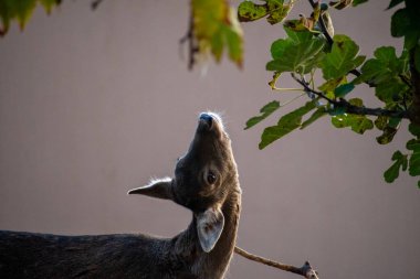 A young deer stretches its neck upwards, its gaze directed towards the leaves of a tree overhead. The soft light highlights the delicate features of the fawn against a muted background. clipart