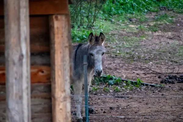 Ahşap bir yapının arkasından bakan eşek..