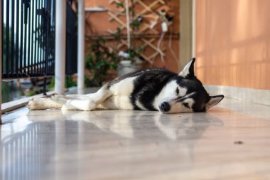 Parlak bir zeminde dinlenmiş, güneş ışığı manzarayı aydınlatıyor..