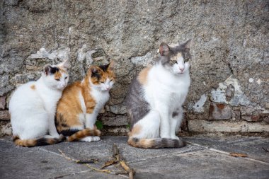 Üç yavru kedi taş bir duvarda yan yana oturur. Çekici, huzurlu bir sahne..