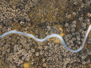 Sonbahar ormanlarında dolambaçlı bir yol. Hava manzarası, sık bir ormanlık alanda dokuma yapan manzaralı bir rota gösteriyor..