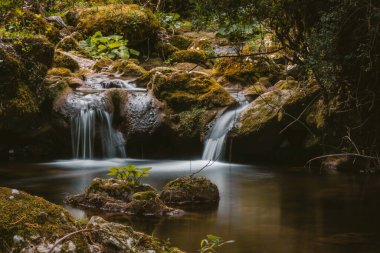 Serene şelalesi yemyeşil bir ormanda yosun kaplı kayaların üzerinde çağlıyor. Sakin doğa sahnesi.